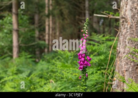 Primo piano di foxglove viola (digitalis purpurea) che fiorisce in un ambiente boschivo con felci sullo sfondo, Essex, Inghilterra Foto Stock