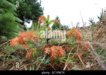 Gramschatz, Germania. 23 luglio 2025. Un giovane abete Nordmann danneggiato dalla siccità si trova in una piantagione di alberi di Natale. Crediti: Karl-Josef Hildenbrand/dpa/Alamy Live News Foto Stock