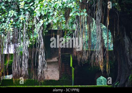 Ampio paesaggio di alberi banyan (Ficus benghalensis) con ampie tettoie, radici aeree e sacro significato culturale, che simboleggia la longevità. Foto Stock