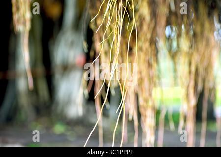 Primo piano di nuove radici appese di un albero banyan (Ficus benghalensis), che mostrano una crescita di radici aeree fresche, simbolismo sacro e adattamento ecologico naturale. Foto Stock