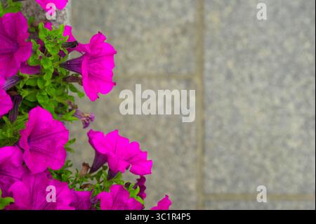 Le petunie viola cadono da una piantatrice contro un muro di pietra, creando un vibrante contrasto di colore e consistenza in un giardino o in un ambiente urbano Foto Stock
