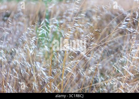 Primo piano di erba secca selvatica che ondeggia al vento durante la tarda estate Foto Stock