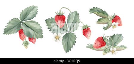 Set di acquerelli di fragole selvatiche rami singoli elementi. Foglie di piante di fragole boschive e bacche rosse e fiori su sfondo isolato Foto Stock