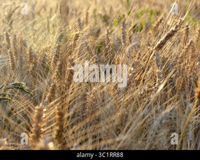 teste di grano nel campo agricolo con un soffice bagliore dorato di luce del tramonto. Romantico contesto agricolo in estate, piantagione di cereali Foto Stock