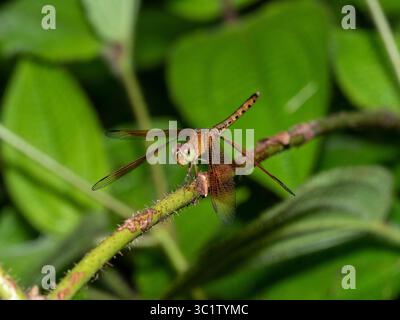 Dragonfly Red darter femminile, Neurothemis sp., nota anche come dragonfly Red Parasol a bordo dritto, Dragonfly Indonesiana con ala rossa, appollaiata su un gambo cespuglio. Thail Foto Stock