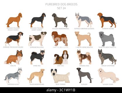 Raccolta di tutte le razze di cani. Raccolta in 28 set. Immagine realistica di razze di cani con diversi colori del cappotto. Illustrazione vettoriale Illustrazione Vettoriale