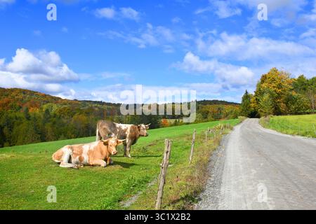 Due mucche incrociate con corna siedono e stanno in piedi in un campo nel Vermont. Entrambi sono toppe marroni e bianche. La strada sterrata scompare in lontananza. Vista mostra Foto Stock