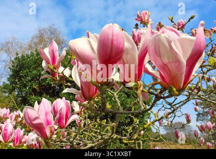 28 marzo 2019 - Londra, Regno Unito - magnolie rosa viste nei giardini di Eltham Palace, South London (immagine di credito: © Keith Mayhew/SOPA Images via ZUMA Wire) Foto Stock
