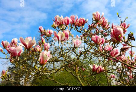 28 marzo 2019 - Londra, Regno Unito - magnolie rosa viste nei giardini di Eltham Palace, South London (immagine di credito: © Keith Mayhew/SOPA Images via ZUMA Wire) Foto Stock