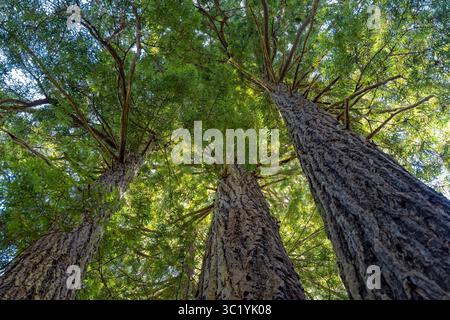 Guardando in alto gli alberi alti nella foresta di sequoie vicino a Orick in California, Stati Uniti Foto Stock