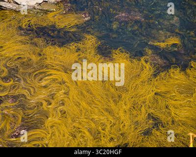 Le alghe dorate si spostano sotto le acque cristalline lungo la costa rocciosa di Kilkee, Irlanda. Texture naturali catturate nei dettagli. Foto Stock