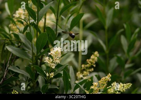 Ape a metà volo in avvicinamento ai fiori di Ligustrum in un lussureggiante giardino verde Foto Stock