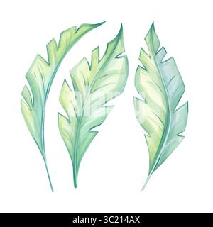 Foglie di banana tropicale acquerello, isolate Illustrazione Vettoriale