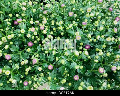 Un accattivante primo piano che mostra una vibrante mostra di gemme di fiori rosa e gialle tra lussureggianti foglie verdi. Foto Stock