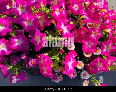 Un'incredibile esposizione di petunie rosa e margherite bianche in piena fioritura. Foto Stock
