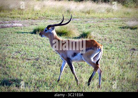 Maschio adulto Red Lechwe Foto Stock