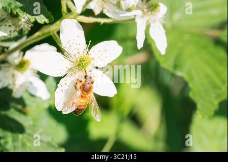 Un'ape miele su un fiore bianco di mora selvatica Foto Stock