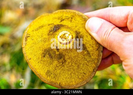 Funghi raccolti nella foresta funghi in mano a Leninskiy Rayon Brest Distretto di Brest regione di Brest Bielorussia. Foto Stock