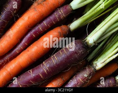Un mucchio di carote viola e arancia fresche Foto Stock