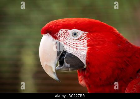Primo piano Ritratto di un pappagallo Scarlet Macaw Foto Stock