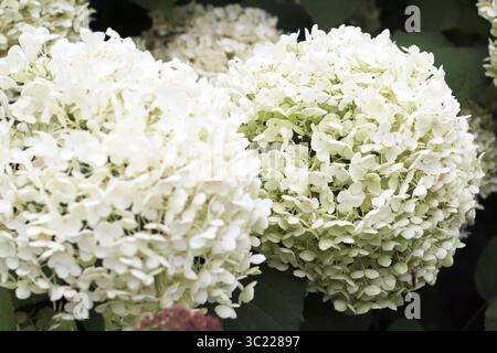 Grandi fiori bianchi di Hydrangea arborescens 'Annabelle' in piena fioritura in un giardino paesaggistico. Immagine floreale ad alta risoluzione adatta per la stampa botanica Foto Stock
