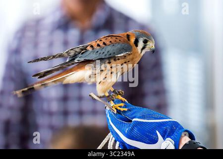 6 aprile 2019 - Colorado Springs, Colorado, Stati Uniti - Alli Kearns Cadet 4th Class dell'Air Force detiene Zues, un Kestrel Falcon americano presso la U.S. Air Force Academy a Colorado Springs, Colosso, 6 aprile 2019. Zues è stato donato all'accademia dal Birds of Prey Center in Idaho per la presentazione e l'educazione pubblica (Credit Image: © US Air Force/ZUMA Wire/ZUMAPRESS.com) Foto Stock