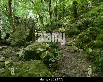 Paesaggio con pietre ricoperte di erba e muschio verde, e percorso turistico nella foresta dalla cascata il gigante in Abkhazia, concetto di escursione, roccia, natura Foto Stock
