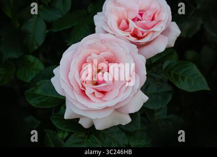 Tè ibrido rosa fiori di Afrodite rosa in un giardino. Idea per cartoline, saluti, inviti, poster, decorazioni per matrimoni e compleanni, sfondo. Foto Stock