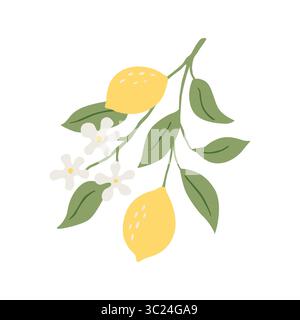 Vettoriale che disegna il ramo del limone con frutti, fiori e foglie verdi isolate su sfondo bianco Illustrazione Vettoriale
