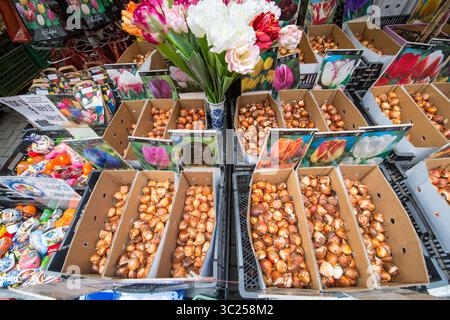 29 giugno 2016 - Amsterdam, Paesi Bassi - Amsterdam, Paesi Bassi ampia gamma di semi e bulbi di fiori di colore diverso in vendita in un mercato all'aperto. (Immagine di credito: © Edwin Remsberg / Vwpics/VW Pics via cavo ZUMA) Foto Stock