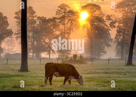 20 settembre 2017 - Tifton, Georgia, Stati Uniti - mangia erba in campo nebbioso mentre il sole del mattino presto si irradia da dietro una fila di alberi alti, Tifton, Georgia. (Immagine di credito: © Edwin Remsberg / Vwpics/VW Pics via cavo ZUMA) Foto Stock