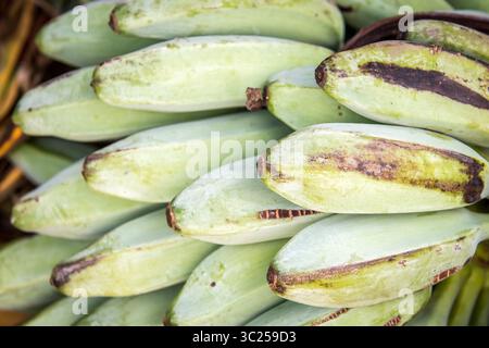 20 settembre 2017 - Tifton, Georgia, Stati Uniti - Vista dettagliata delle banane verdi non mature in un fascio, Tifton, Georgia. (Immagine di credito: © Edwin Remsberg / Vwpics/VW Pics via cavo ZUMA) Foto Stock