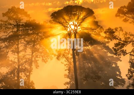 20 settembre 2017 - Tifton, Georgia, Stati Uniti - il sole del mattino presto si irradia da dietro un albero alto, Tifton, Georgia. (Immagine di credito: © Edwin Remsberg / Vwpics/VW Pics via cavo ZUMA) Foto Stock