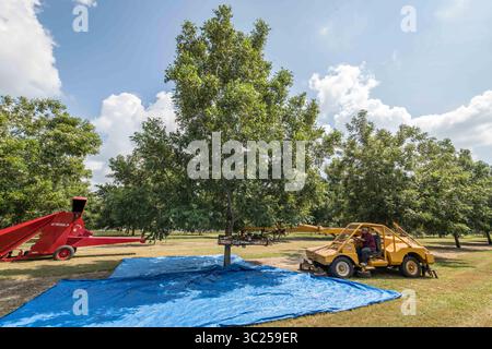 20 settembre 2017 - Tifton, Georgia, Stati Uniti - agitazione di alberi di pecan per liberare le noci per il raccolto, Tifton, Georgia. (Immagine di credito: © Edwin Remsberg / Vwpics/VW Pics via cavo ZUMA) Foto Stock