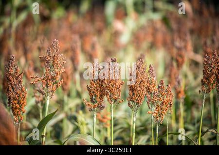 20 settembre 2017 - Tifton, Georgia, Stati Uniti - analisi dettagliata dei baccelli sulla parte superiore della pianta di grano di sorgo, Tifton, Georgia. (Immagine di credito: © Edwin Remsberg / Vwpics/VW Pics via cavo ZUMA) Foto Stock
