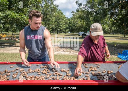 20 settembre 2017 - Tifton, Georgia, Stati Uniti - due uomini smistano le noci pecan appena raccolte mentre viaggiano lungo il nastro trasportatore, Tifton, Georgia. (Immagine di credito: © Edwin Remsberg / Vwpics/VW Pics via cavo ZUMA) Foto Stock