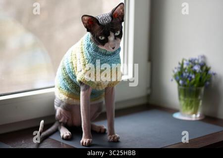 Ritratto di un gatto canadese Sphynx che indossa un maglione seduto sulla finestra Foto Stock