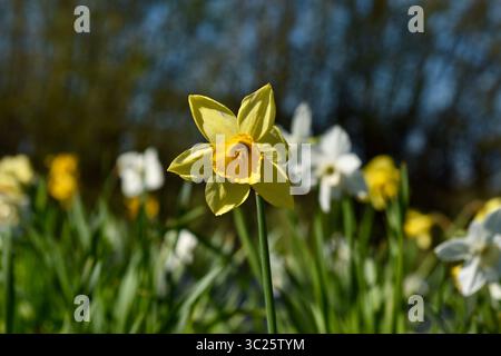 Una chiusura di un narciso giallo Foto Stock
