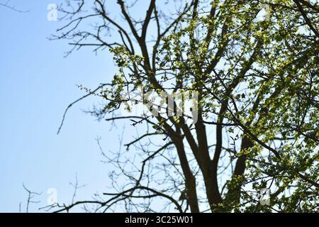 Alberi su un cielo blu Foto Stock