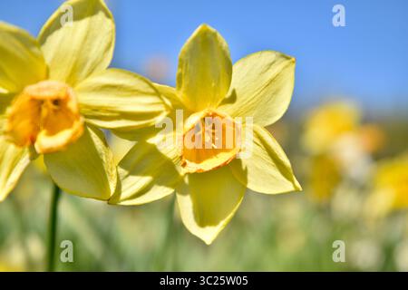 Una chiusura di più narcisi Foto Stock