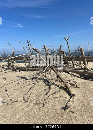 Un mucchio di rustici alberi da mare poggia su una spiaggia sabbiosa sotto un cielo blu limpido. Tessuti naturali e una tranquilla bellezza costiera. Perfetto per i temi della natura Foto Stock