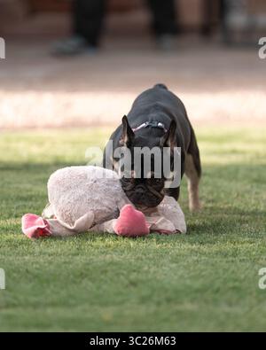 Bulldog francese nero e marrone sull'erba giocando con un giocattolo rosa Foto Stock