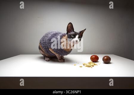 Un gatto Sphynx con un maglione color lavanda si siede su un tavolo bianco, osservando attentamente due piccole uova di pasqua marroni. La pelle del gatto è stropicciata e pi Foto Stock