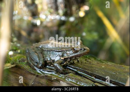 Aga Toad, Bufo Marinus seduto su Un tronco d'albero, abitante anfibio nel Wetland Eco System, Haff Reimech Foto Stock