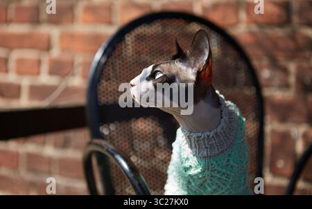Un gatto canadese Sphynx in maglione verde menta si siede su una sedia da giardino nera su uno sfondo rustico in mattoni. Foto Stock