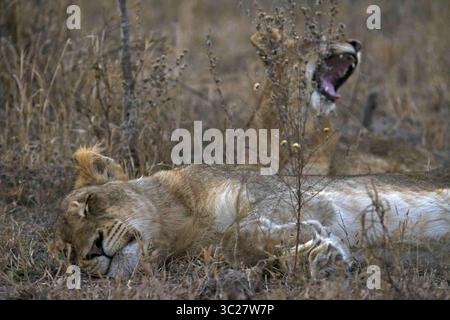 6 luglio 2017 - Lionesse addormentate, Panthera leo, Kruger National Park, Sudafrica (immagine di credito: © Andre Seale/VW Pics via ZUMA Wire) Foto Stock