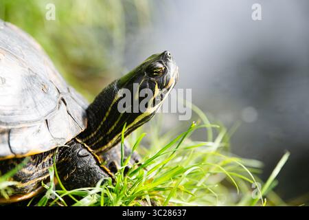 Tartaruga dalle orecchie gialle adagiata sulla riva del fiume di Uno stagno, Trachemys Scripta che vive negli Stati Uniti, Virigina, Florida ed Europa, Reptile Animal Foto Stock