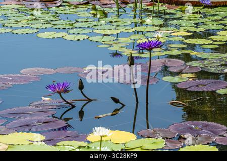 Gigli e ninfee colorati all'Atlanta Botanical Garden di Midtown Atlanta, Georgia. (USA) Foto Stock