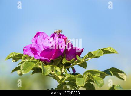 Api mellifere occidentali (Apis mellifera), anche api mellifere europee, che atterrano su fiori rosa di una rosa di patate (Rosa rugosa), anche rose di mele, rose giapponesi, S. Foto Stock