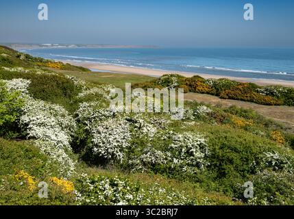 Le scogliere sopra Reighton Sands a tarda primavera sono piene di gorse fiorite e di maggio. Foto Stock